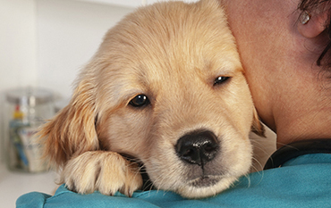 A Cautionary Tail (Tale)